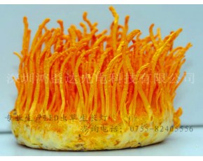 廠家直銷LED蟲草生長(zhǎng)燈