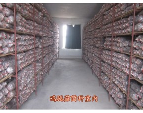 雞腿菇菌種