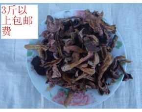 松樹傘 蘑菇