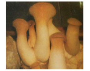 出售杏鮑菇，量大從優(yōu)