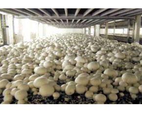 供應(yīng)雙孢菇、蟹味菇