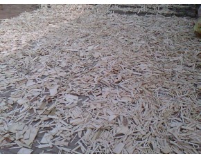 食用菌接種枝條