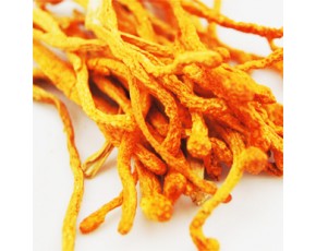 北冬蟲(chóng)夏草蛹蟲(chóng)草子實(shí)體