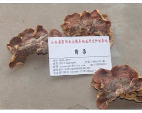 山東薛勇榆耳干品榆耳價(jià)格