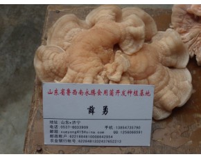 大量供應(yīng)批發(fā)2013年山東食用菌榆耳