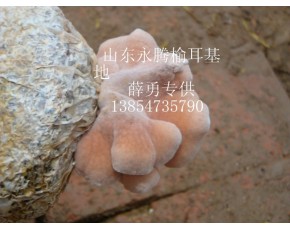 榆耳批發(fā)，榆耳零售，食用菌榆耳價(jià)格，榆耳薛勇