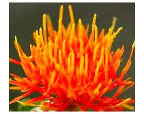 草紅花,草紅花種植基地