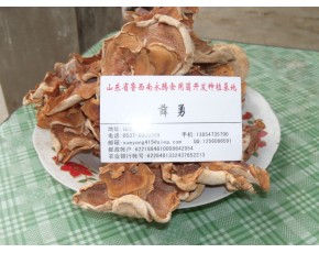 食用菌干品榆耳供應(yīng)，珍惜食用菌種極品單片榆耳