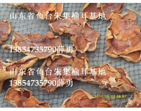 榆耳批發(fā)，榆耳零售，榆耳網(wǎng)購(gòu)，榆耳榆耳榆耳干貨
