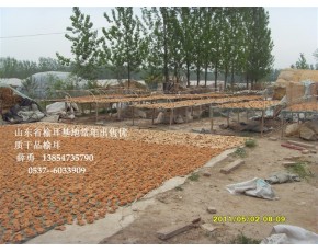 2013年山東省單片榆耳上市，優(yōu)惠批發(fā)榆耳干鮮品