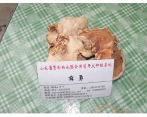 食用菌榆耳營養(yǎng)價(jià)值，榆耳怎么食用，永騰榆耳基地