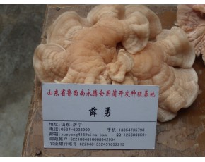 山東省永騰榆耳2013年榆耳新貨榆耳菌種