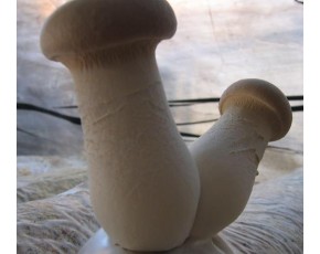 杏鮑菇廢菌渣