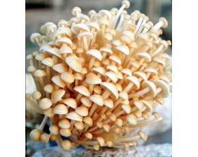 深圳最好的金針菇供應(yīng)