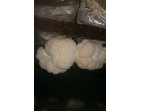 新鮮猴頭菇
