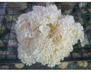 抑制癌細(xì)胞的特效產(chǎn)品，繡球菇