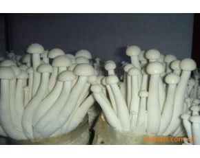 海鮮菇