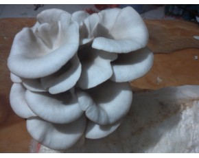 供應(yīng)廣溫，早秋平菇出菇菌棒