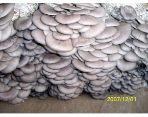 出售大量優(yōu)質(zhì)平菇