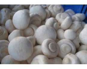 大量供應(yīng)雙孢菇