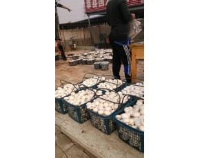 供應(yīng)雙孢菇