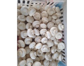 市銷雙孢菇