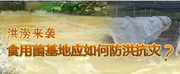 洪澇來襲食用菌基地應(yīng)如何抵擋