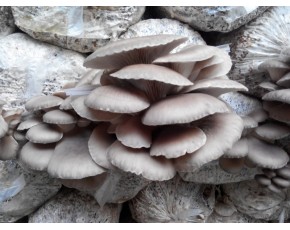 平菇銷(xiāo)售