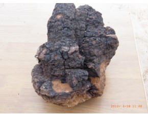 供應(yīng)白樺茸，樺褐孔菌