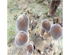 金鄉(xiāng)縣 黑皮雞縱菌，雞樅 菌中之王