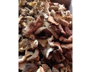 黑牡丹