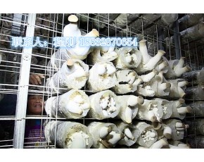 廠家供應(yīng)出菇網(wǎng)格、蘑菇網(wǎng)片、食用菌網(wǎng)格