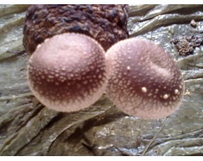 香菇菌種、菌棒