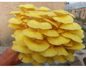 榆黃菇菌種、菌棒