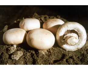 供應(yīng)雙孢菇鮮品