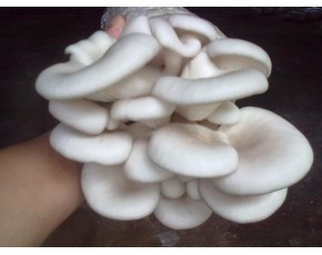 廣溫白平菌種、菌棒、原種
