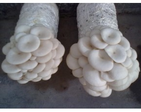 白平菌種、菌棒、原種