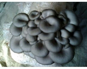 廣溫黑平菌種、菌棒、原種