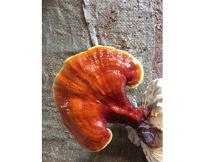 靈芝菌種、菌棒、原種