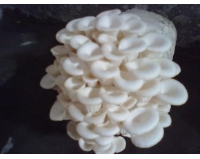白平菌種、菌棒、原種