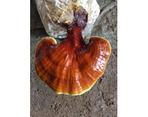 靈芝菌種、菌棒、原種