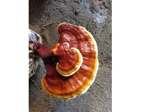 靈芝菌種、菌棒、原種