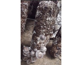 優(yōu)質(zhì)香菇菌包