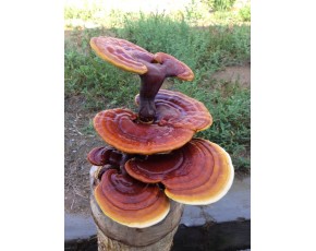 靈芝菌種、菌棒、原種