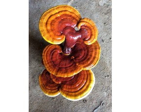 靈芝菌種、菌棒、原種 