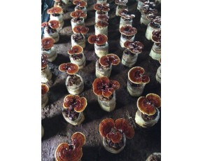 香菇菌種、菌棒、原種