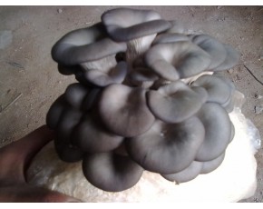 平菇菌種、菌棒、原種