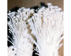 金針菇菌種，菌棒，原種