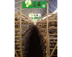 遼寧 營口 供應(yīng)花菇鮮品、干品