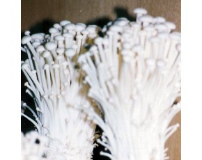 金針菇菌種、菌棒、原種